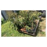 12 Arborvitae (x12)