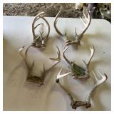 Deer Antler Lot