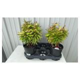 4-Matrix Asiatic Lily