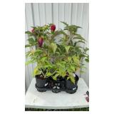 4-Summer in Paradise Hibiscus