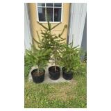3-Pine Trees