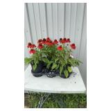 3-Sombrero Salsa Red Cone Flower Plants