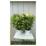 2-Puffer Fish Hydrangea Plants