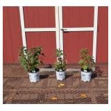3 Hardy Red Garnet Globes Hibiscus Plants