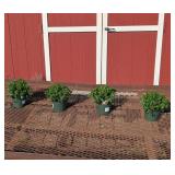 4 Hardy Red Stellar Garden Mum Plants