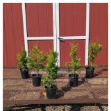 6 Green Giant Arborvitae Plants