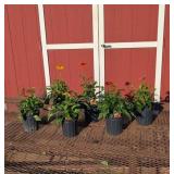 6 Mixed Colors Cheyene Sprit Coneflower Plants