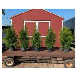 5 Green Giant Arborvitae Plants