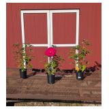 3 Hardy Raspberry Red Summer in Paradise Hibiscus