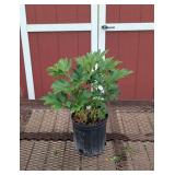 Japanese Carnary Brilliant Tree Peony Plants