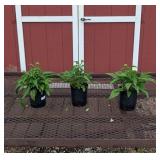 3 Red Salsa Sombrero Coneflower Plants