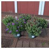 Colorful Aster & Garden Mum Collection Assortment