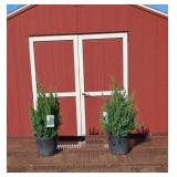 2 Blue Point Upright Juniper Plants