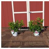 2 Prime Pinky Winky Sun Hydrangea Plants