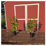 2 Fragrant White New Age Lilac Plants