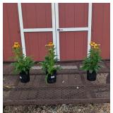 3 Yelloe Golden Sombrero Grenada Coneflower Plants