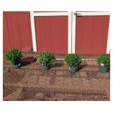 4 Hardy Marlot Red Wine Buzz Garden Mum Plants