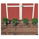 4 Hardy Purple Arlette Garden Mum Plants
