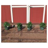 4 Hardy Lively Pink Bicolor Garden Mum Plants