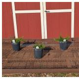 3 Blue Emerald Creeping Phlox Plants