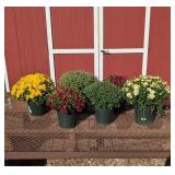 Colorful Garden Mum Assortment