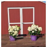 2 Little Hottie Sun Hydrangea Plants