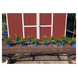 10 Mixed Colors Cheyenne Spirit Coneflower Plants