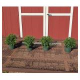 4 Hardy Valerie Fuchsia Purple Garden Mum Plants