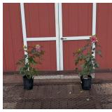 2 Hardy Watermelon Ruffles Hibiscus Plants