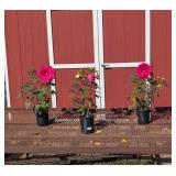 3 Hardy Watermelon Ruffles Hibiscus Plants