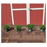 4 Hardy Gigi Yellow Golden Garden Mum Plants