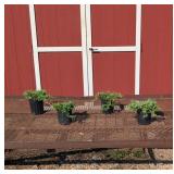 4 Groundcover Blue Rug Juniper Plants