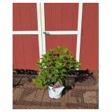 2 Quickfire Fab Sun Hydrangea Plants