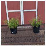 2 Fragrant Black Knight Butterfly Bush Plants