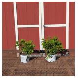 2 Little Lime Sun Hydrangea Plants