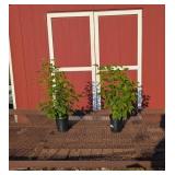 2 Fragrant New Age Lavender Lilac Plants