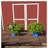 2 Reblooming Penny Mac Mophead Hydrangea Plants