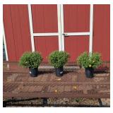 3 Super Hardy Yellow Sizzling Igloo Garden Mum Pla
