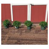 4 Hardy Autumn Envy Bronze Garden Mum Plants