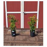 2 Sweet Autumn White Paniculata Clematis Vine Plan