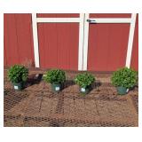 4 Hardy White Chelsea Garden Mum Plants