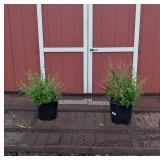 2 Red Magenta Queen of Hearts Butterfly Bush Plant