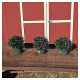 3 Hardy Blue Dragon Aster Plants