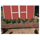 Hardy Aster & Garden Mum Fall Color Collection