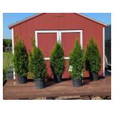 5 Emerald Green Arborvitae Plants