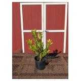 Royal Star White Magnolia Plants