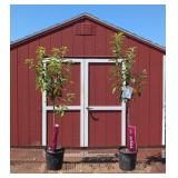 2 Macoun Apple Trees