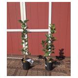 2 Fragrant Purple Ludwig Plants