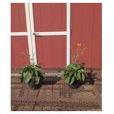 2 Goldblitz Black-Eyed Susan Plants