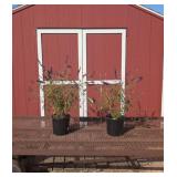 2 Fragrant Purple Black Knight Butterfly Bush Plan